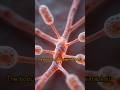 “Muscle Weakness Ka Silent Attack Myasthenia Gravis. #trending #foryou #explore ##viral #viralvideo