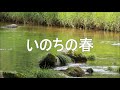 いのちの春 天童よしみ  COVER