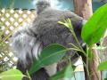 Koala munching on eucalyptus at Featherdale Wildlife Park