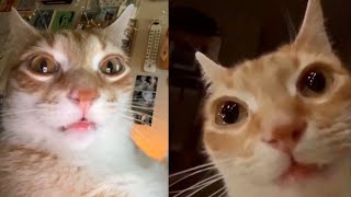 Funny Moments of Cats | Funny Video Compilation - Fails Of The Week #18