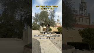Olive Tree/Our Lady of the Ark of Covenant/Kiryat Yearim/Jerusalem