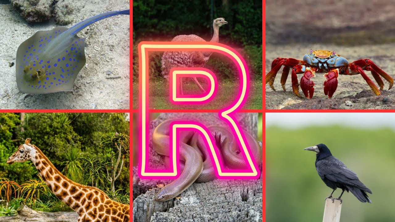 Animals And Birds Name Starting With R | Learn Amazing Animals Name For ...