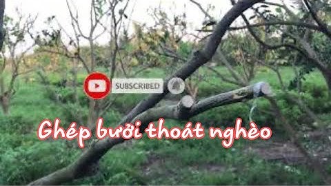 Ghép Cải Tạo Vườn Bưởi Sang Bưởi Ruby Lớn Tại miền Bắc/ghép bưởi thoat ngheo /Thang bom vlog