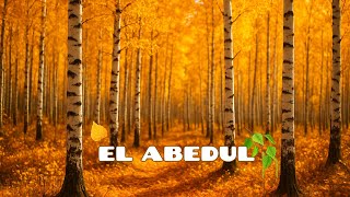 El Abedul El Árbol De La Luz Y La Renovación Historia, Curiosidades Y Secretos De La Naturaleza
