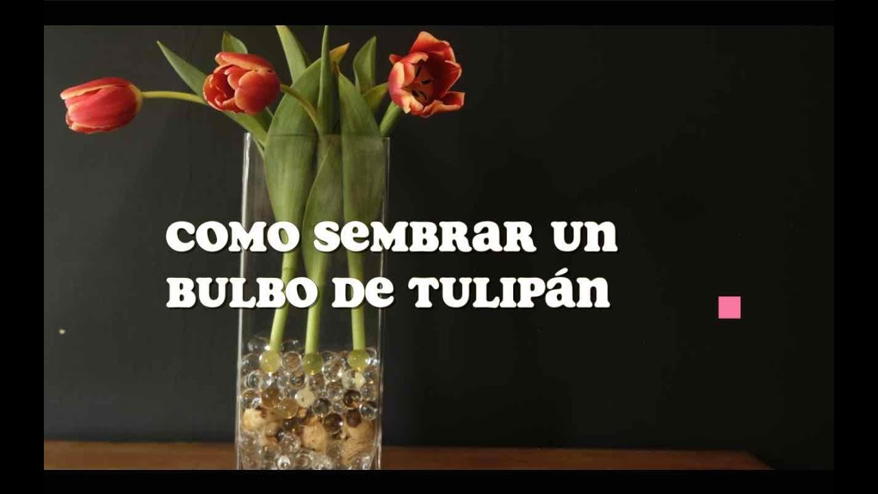 Como conservar BULBOS 🌷de Tulipán 🌷 - YouTube