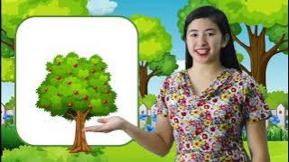 Big and Small Plants  - S.Y. 2021-2022