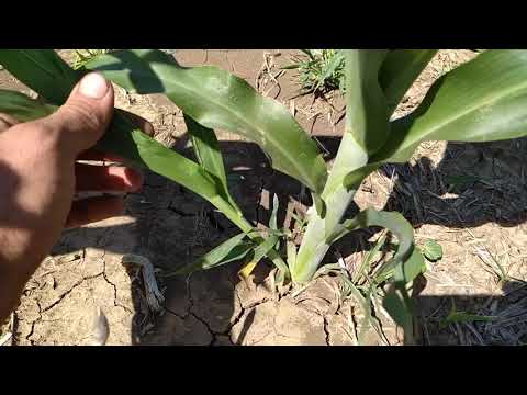 Сорго no till