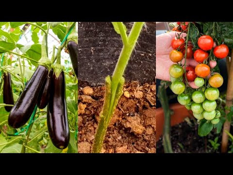 Video: Vad Kan Planteras I Ett Växthus Bredvid Gurkor? Kan Tomater Planteras? De Bästa Grannarna. Kompatibel Med äggplantor Och Andra Grönsaker I Samma Växthus