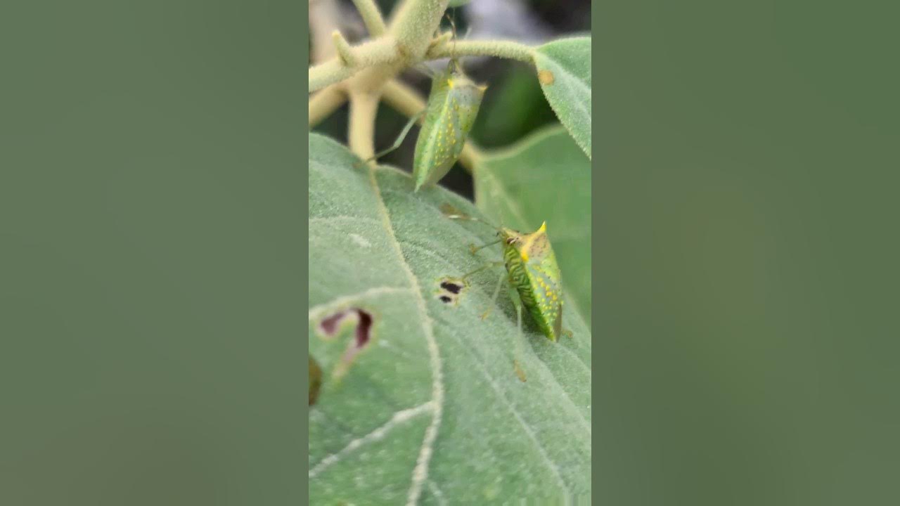 tomato-stink-bugs-arvelius-albopunctatus-playa-del-carmen-mexico-insect