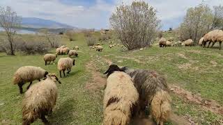 mountains are happy among animals like carpet field الجبال سعيدة بين الحيوانات مثل السجاد