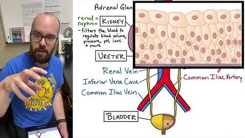 Urinary System   Structure, Function, Plastinated Kidney and Bladder, 3D Model