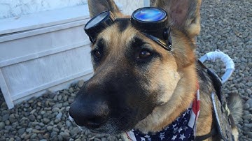 Dogmeat Armor | Speed Build