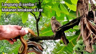 DI LUAR DUGAAN, SI LEE BURUNG YANG DI LEPAS DIALAM KINI KEMBALI PULANG