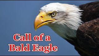 Call of a Bald Eagle  Eagle Sounds to scare birds  3 hours