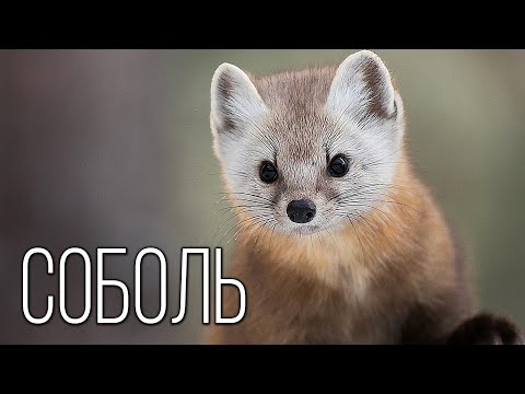 Video: Biologi sable Barguzin