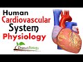 Cardiovascular system physiology