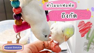 นกฟอพัสกัดทำไม ทำอย่างไรให้ไม่กัด | Forpus-Solution