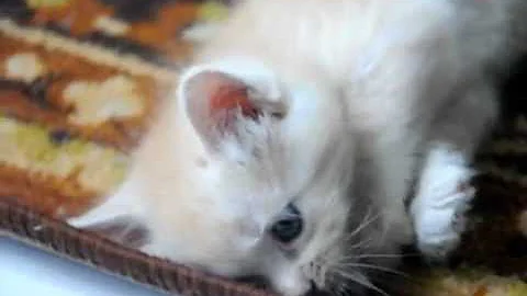 Video 5063571: persian siamese, persian mix kitten, persian kitten born, persian mother