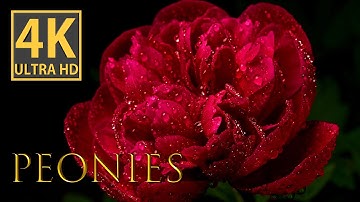 Mesmerizing 4K Macro Video: Unveiling the Fascination Between Peonies and Ants