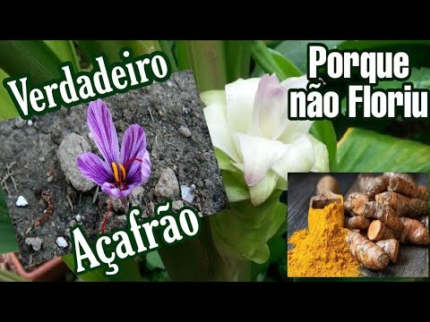 Saiba porque alguns pés de Cúrcuma (Açafrão da terra) não dão flor e  conheça o verdadeiro Açafrão - thptnganamst.edu.vn