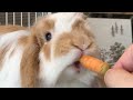 ウサギのにんじんを食べる音が最高に癒やされる!