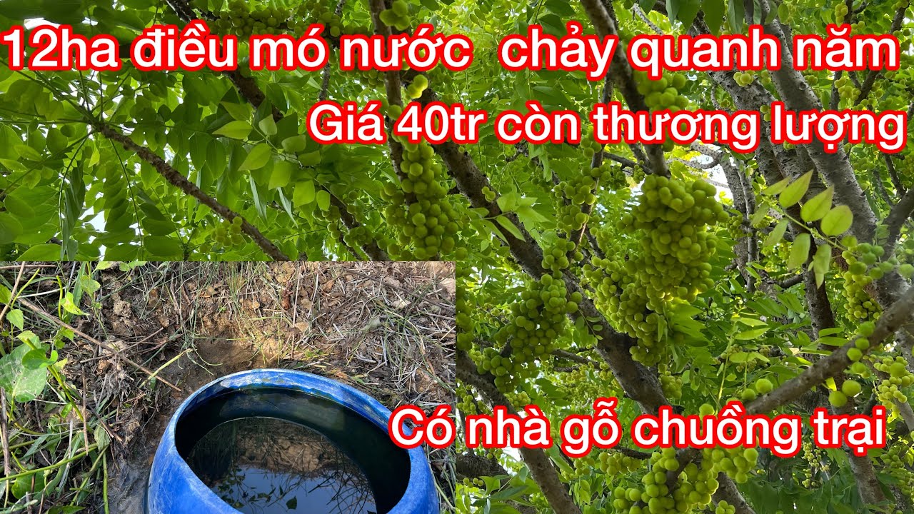 Lại 1 lô điều đất đen cần bán giá rẻ có chòi gỗ mó nước chảy quanh năm ko ngừng