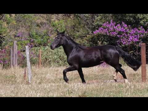 Lote 49 - DKP Jura