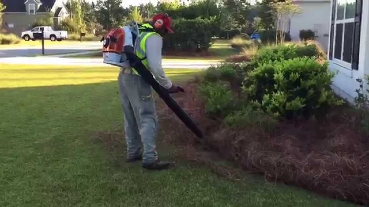 How To Tuck Long Needle Pine Straw Into, Pine Straw Landscaping