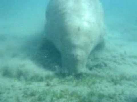 Diving with Mr dennis the sea cow