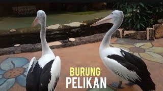 Antraksi Burung PELIKAN || Kebun Binatang Surabaya