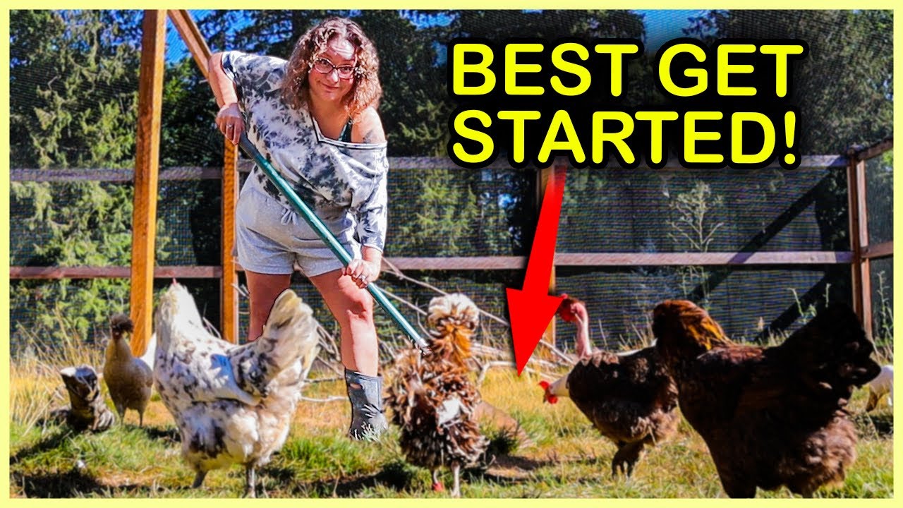 Do These Chicken Chores NOW Before Fall Arrives!