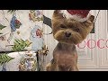 Йоркширский терьер, йорк: содержание и уход, особенности ухода/yorkshire terrier