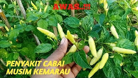 PENYAKIT CABE MUSIM KEMARAU