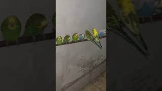 #australian parrot soft food eating #shortsviral #trending#cartoons#cat#birds#funniestvideo#cow#kaka