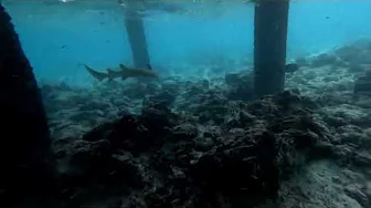 Sharky Benjarong 09.10.24