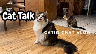 Say What?? Catio Chat Vlog #pets #animals #cats #catvideo