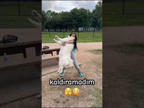 kaldıramazsan kaldırırlar gülüm #dog #doglover #shortvideo #youtube #shortsvideo #viralvideo #short