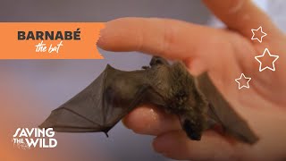 Barnabé the Bat | Saving the Wild | Mutual of Omaha's Wild Kingdom