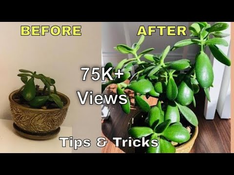 Saving Jade Plant | Do's & Dont's | Jade Plant Care | Jade Plant | Tips & Tricks | Spice Kitchen