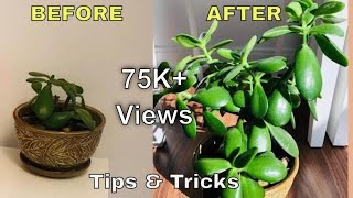 Saving Jade Plant | Do's & Dont's | Jade Plant Care | Jade Plant | Tips & Tricks | Bubbles of Green