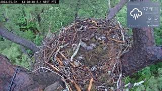 Kisatchie National Forest E1 Nest Cam