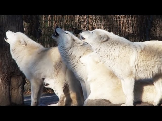 white wolves howling