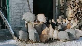 PERLICZKI, PENTARKI, KURY, KACZKI screenshot 4