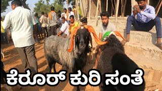 kerur Sheep market update bigg size Ram