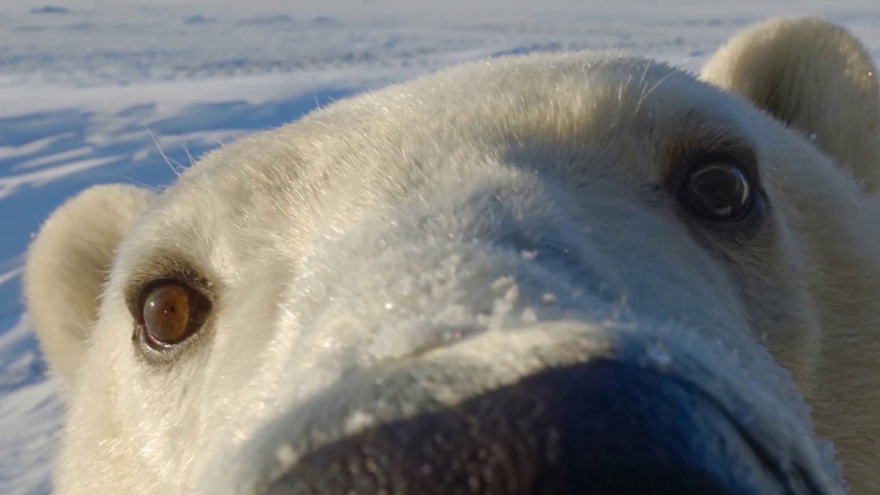 LUMINARY DANIEL J COX