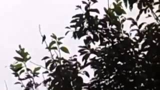 Download Suara Kicau Burung Kolibri Asli Di Alam Liar Suara Burung Video MP3 Suara Kicau Burung Kolibri Asli Di Alam Liar Suara Burung