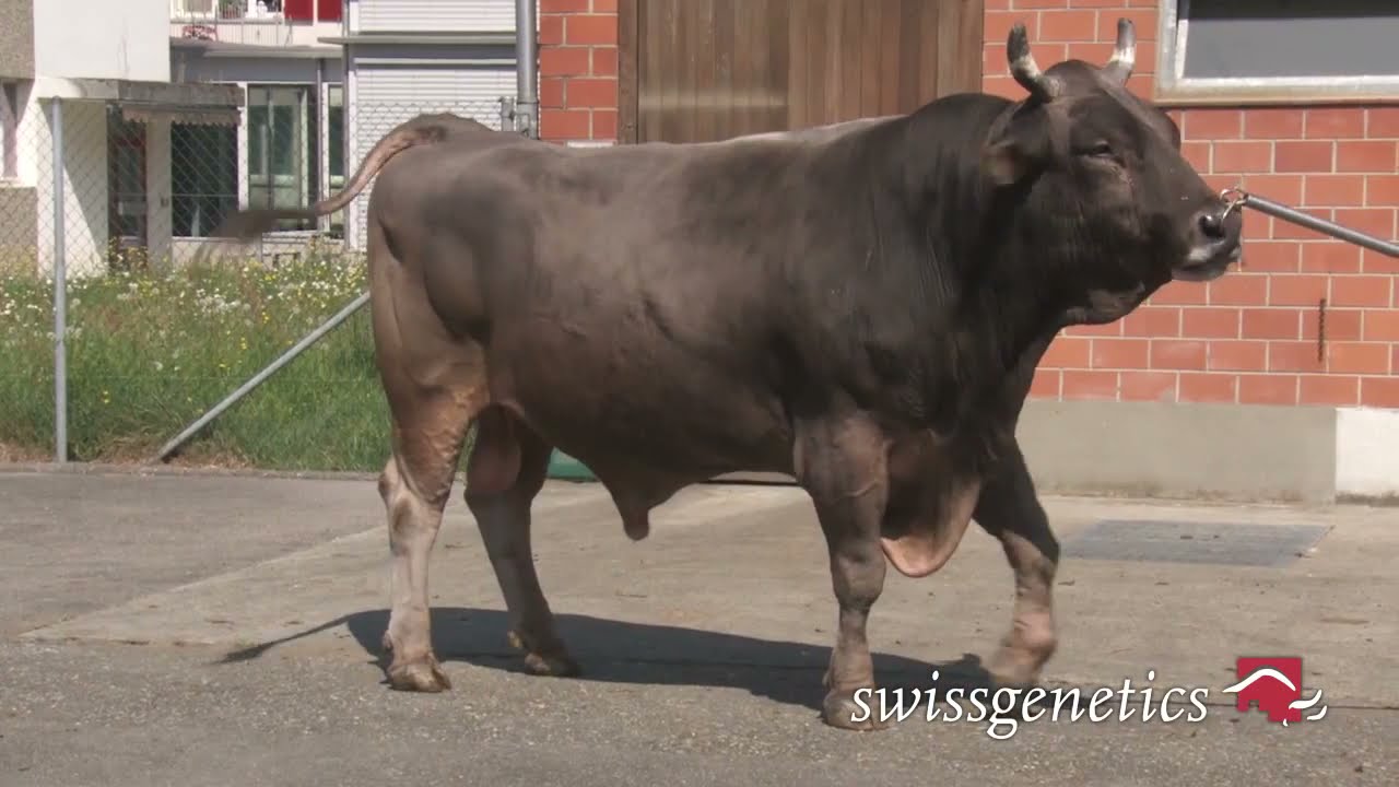 PONGO - Brown Swiss - Swissgenetics