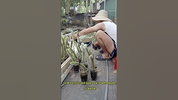 Kinh nghiệm chăm xương rồng đuôi chồn Thái vườn xương rồng Thảo Garden