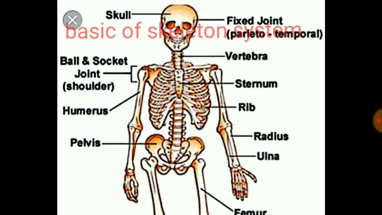 essay on skeleton in hindi