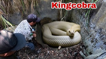 Kiếm Được Miếng Ăn Đâu Phải Dễ Dàng . Săn Rắn Hổ Mang Khổng lồ